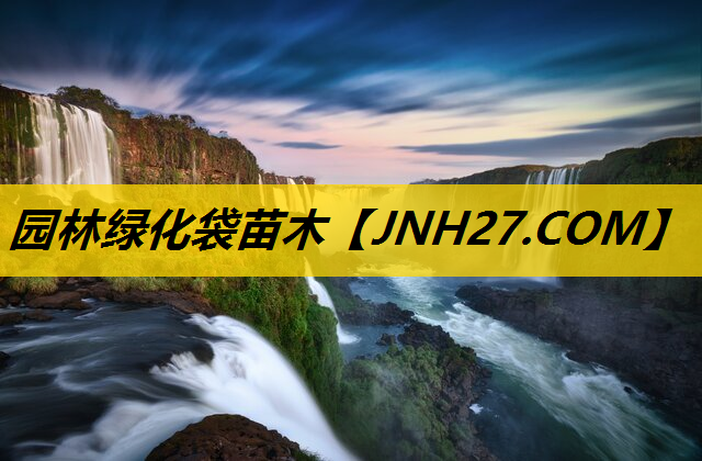 园林绿化袋苗木