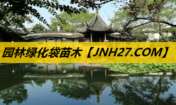 园林绿化袋苗木