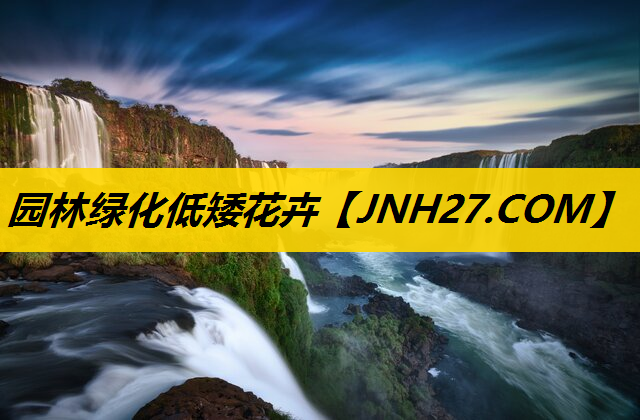 园林绿化低矮花卉