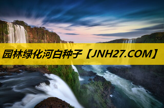 园林绿化河白种子