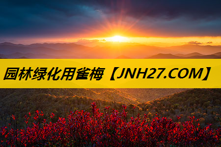 园林绿化用雀梅