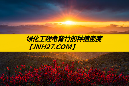 绿化工程龟背竹的种植密度