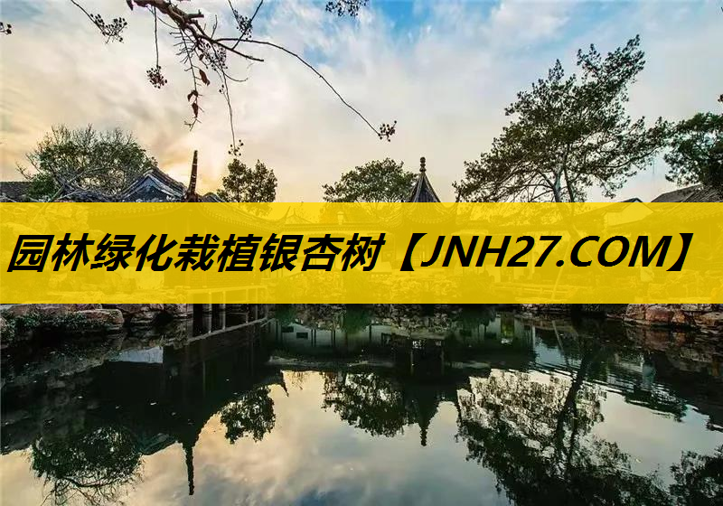 园林绿化栽植银杏树